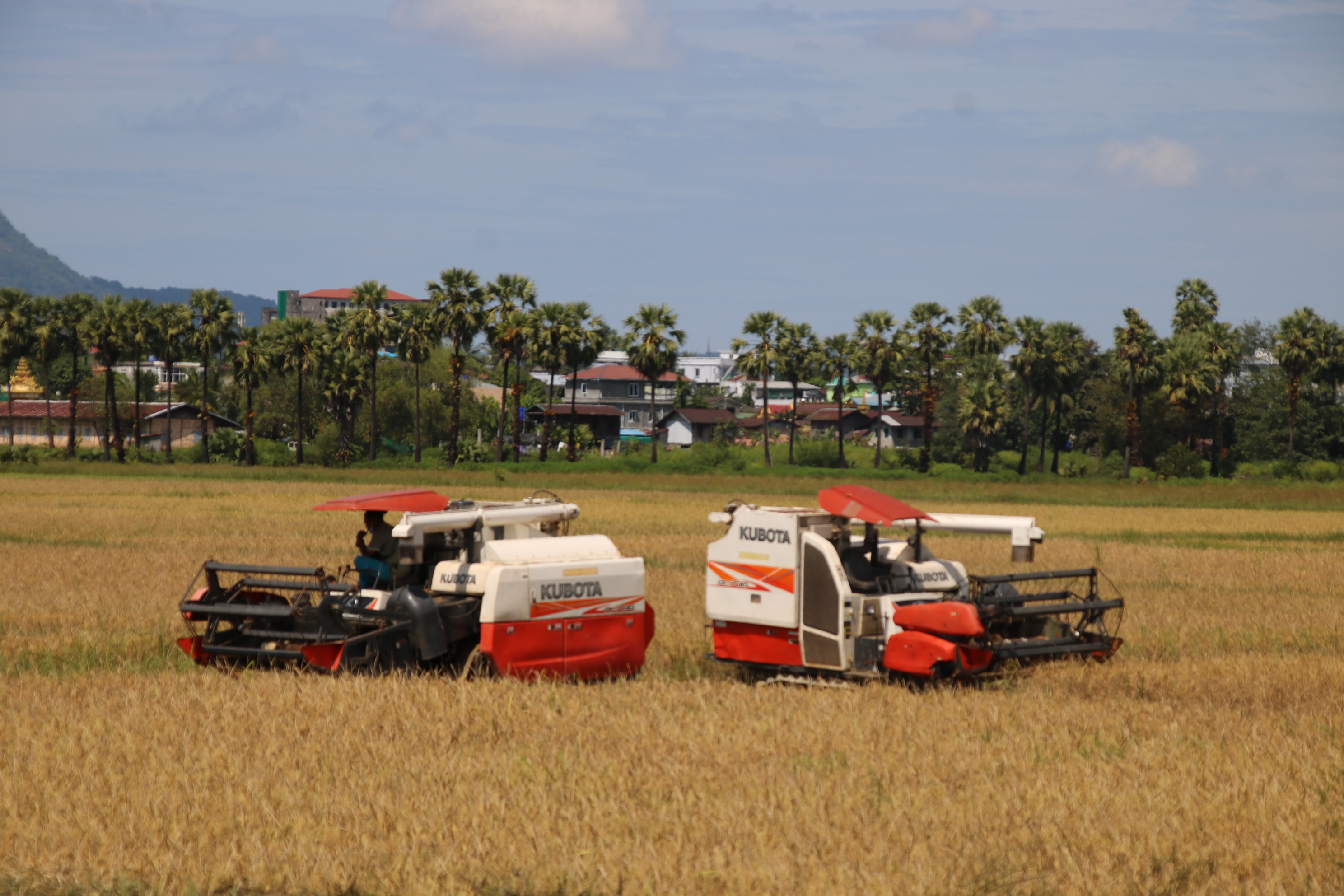 တနင်္သာရီတိုင်းဒေသကြီး စိုက်ပျိုးရေးဦးစီးဌာနနှင့် စက်မှုလယ်ယာဦးစီးဌာနတို့ ပူးပေါင်းပြီး ကျောက်မော်ရပ်ကွက်၌ မိုးစပါးရိတ်သိမ်းခြွေလှေ့