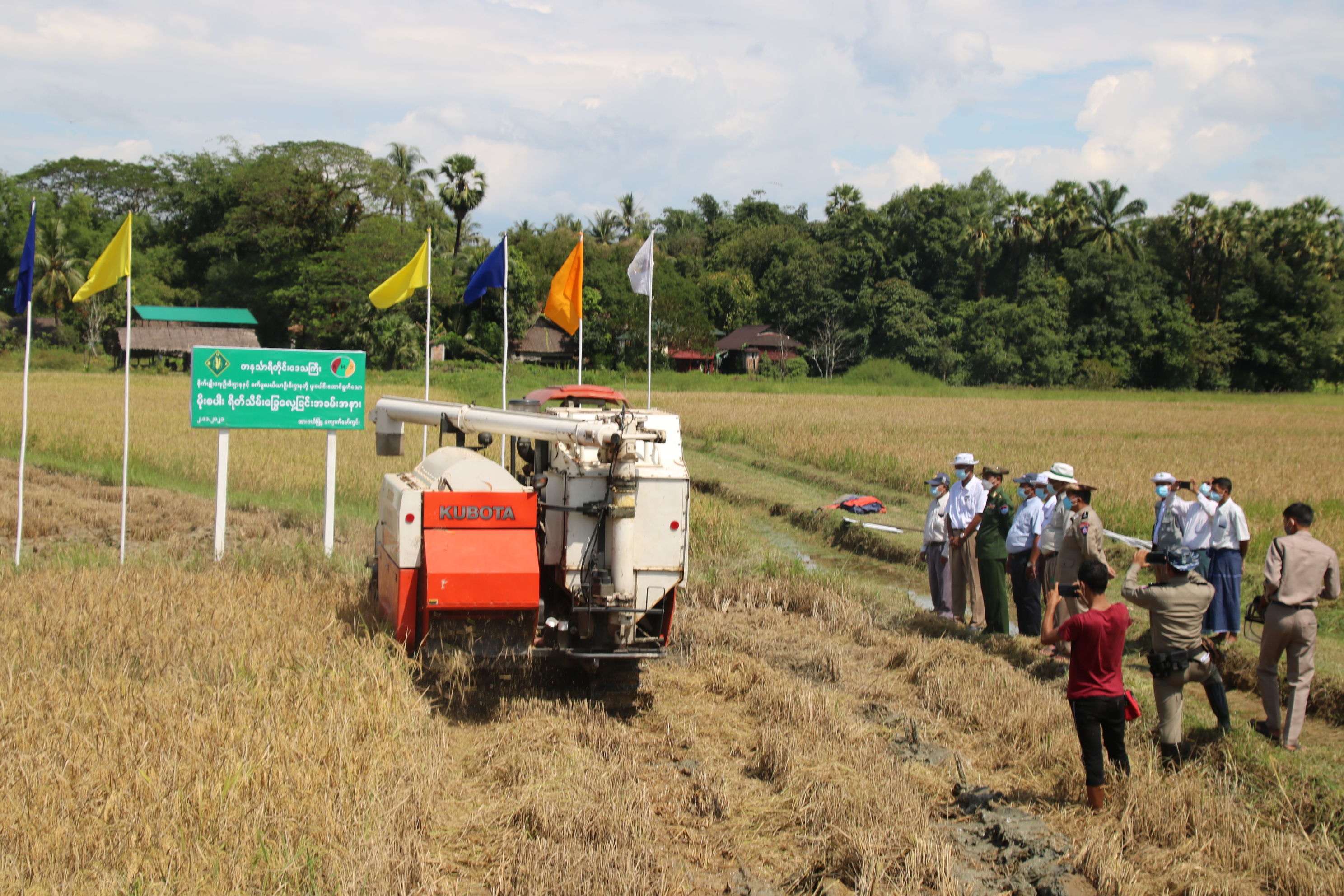 တနင်္သာရီတိုင်းဒေသကြီး စိုက်ပျိုးရေးဦးစီးဌာနနှင့် စက်မှုလယ်ယာဦးစီးဌာနတို့ ပူးပေါင်းပြီး ကျောက်မော်ရပ်ကွက်၌ မိုးစပါးရိတ်သိမ်းခြွေလှေ့